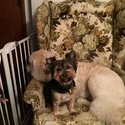 CarolO's Chat & Dating Profile