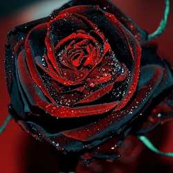 SexyRose's Chat & Dating Profile